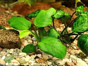 Anubias