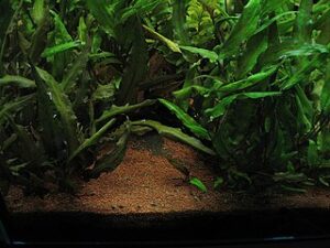 Cryptocoryne