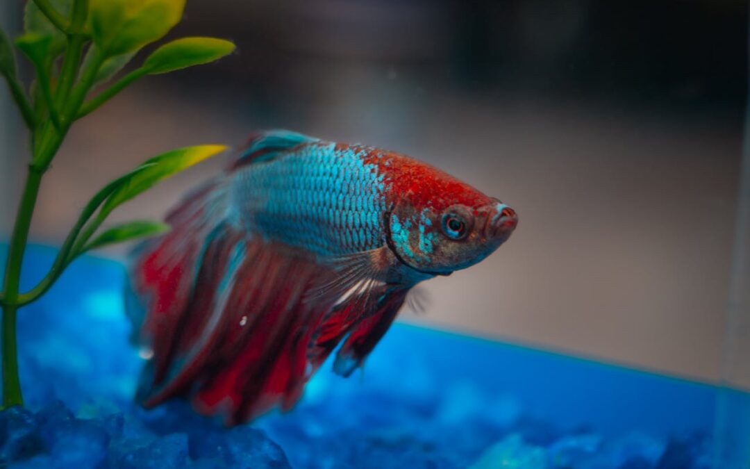 Do Betta Fish Sleep? A Comprehensive Guide to Their Rest Habits