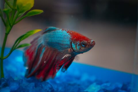 Do Betta Fish Sleep? A Comprehensive Guide to Their Rest Habits ...