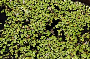 Duckweed