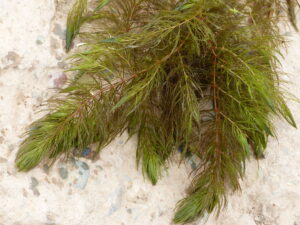 Hornwort