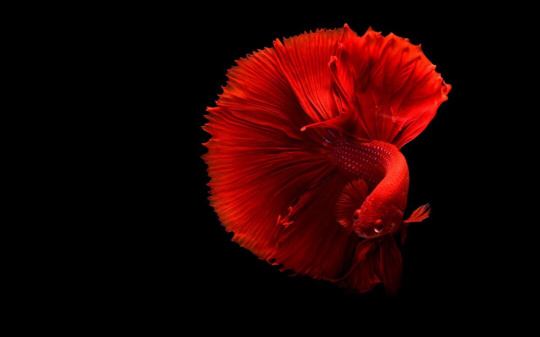 How Long Do Betta Fish Live? A Guide to Maximizing Your Betta’s Lifespan