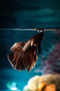 How to Treat Swim Bladder Disease in Betta Fish