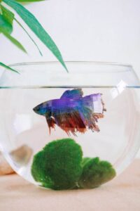 What Affects a Betta Fish's Lifespan