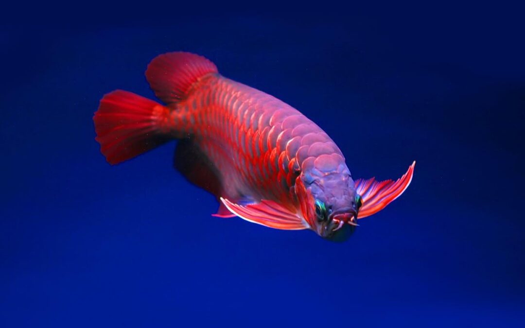 Arowana Lifespan: How Long Do Arowanas Live and How to Extend It?