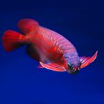 arowana lifespan