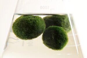 marimo moss balls