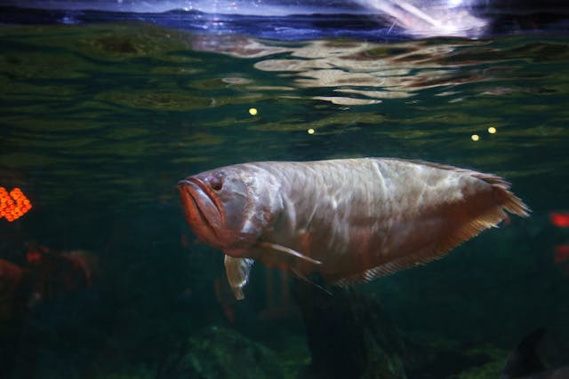 wild arowana