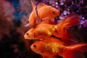 Fantail Goldfish