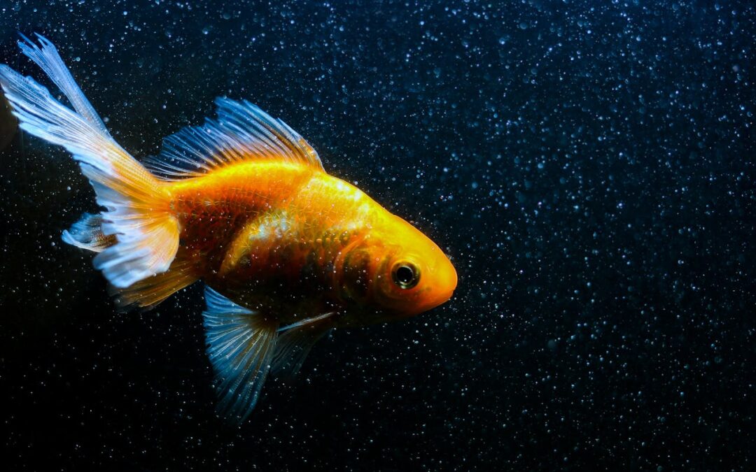 Goldfish Facts: A Comprehensive Dive into the World of These Fascinating Fish