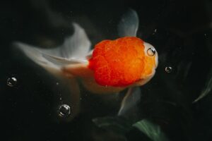 Oranda