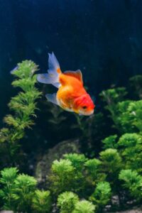 Common Fish Diseases