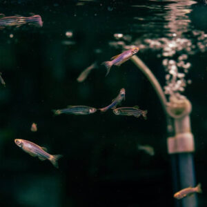The Guppy Life Cycle