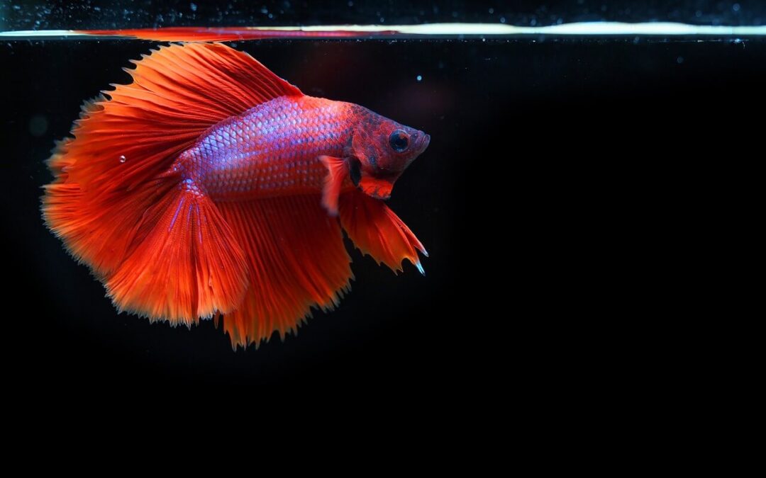 What Water Temperature Is Best for a Betta Fish?