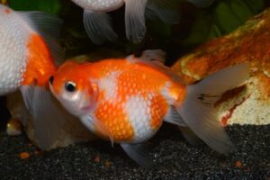 basic goldfishes