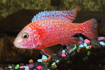 behavior cichlid fishes