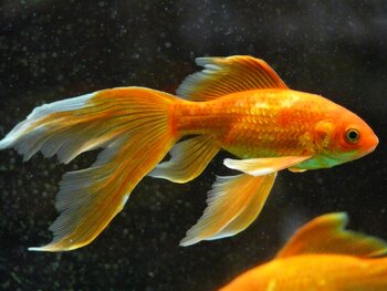 breeding goldfish