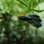 breeds of bettas