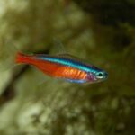breeds of tetra fish