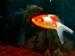 categories goldfish