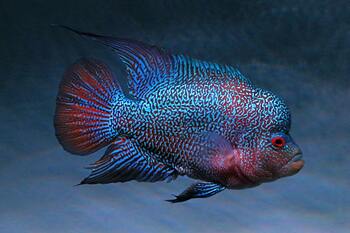 cichlid fish habitat needs