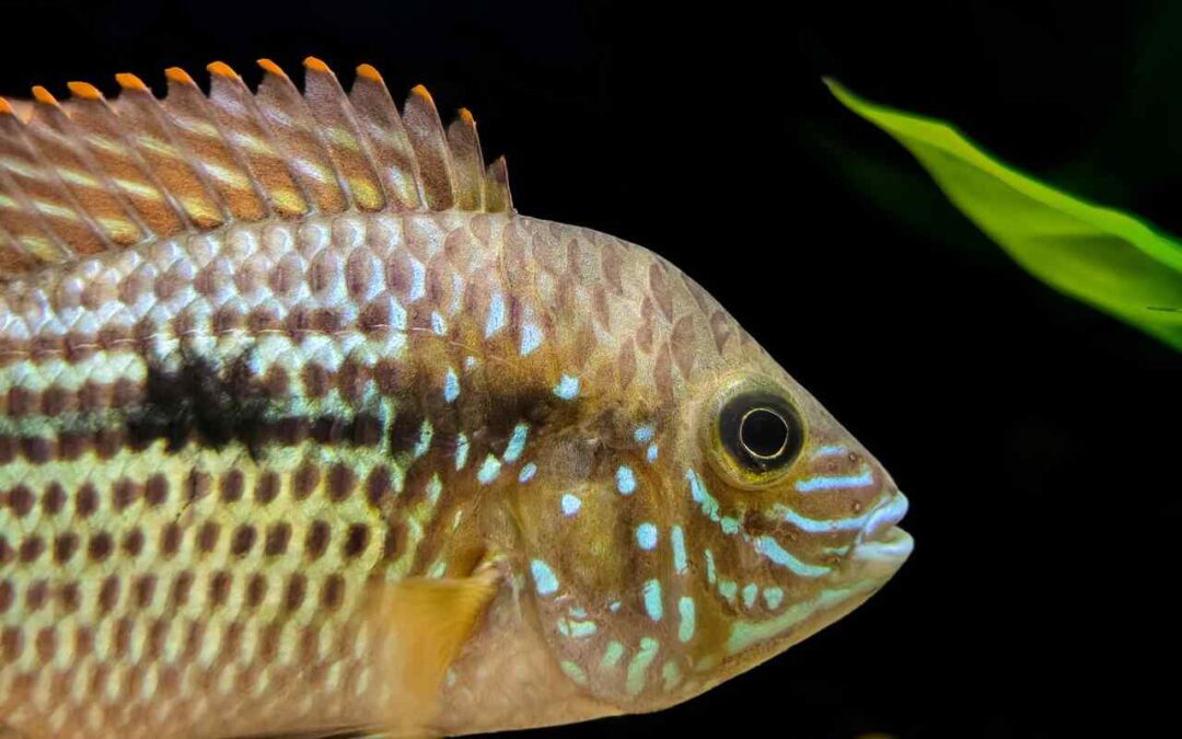 Colorful, Curious, and Captivating: A Deep Dive into Cichlid Fish Types for Aquarium Lovers