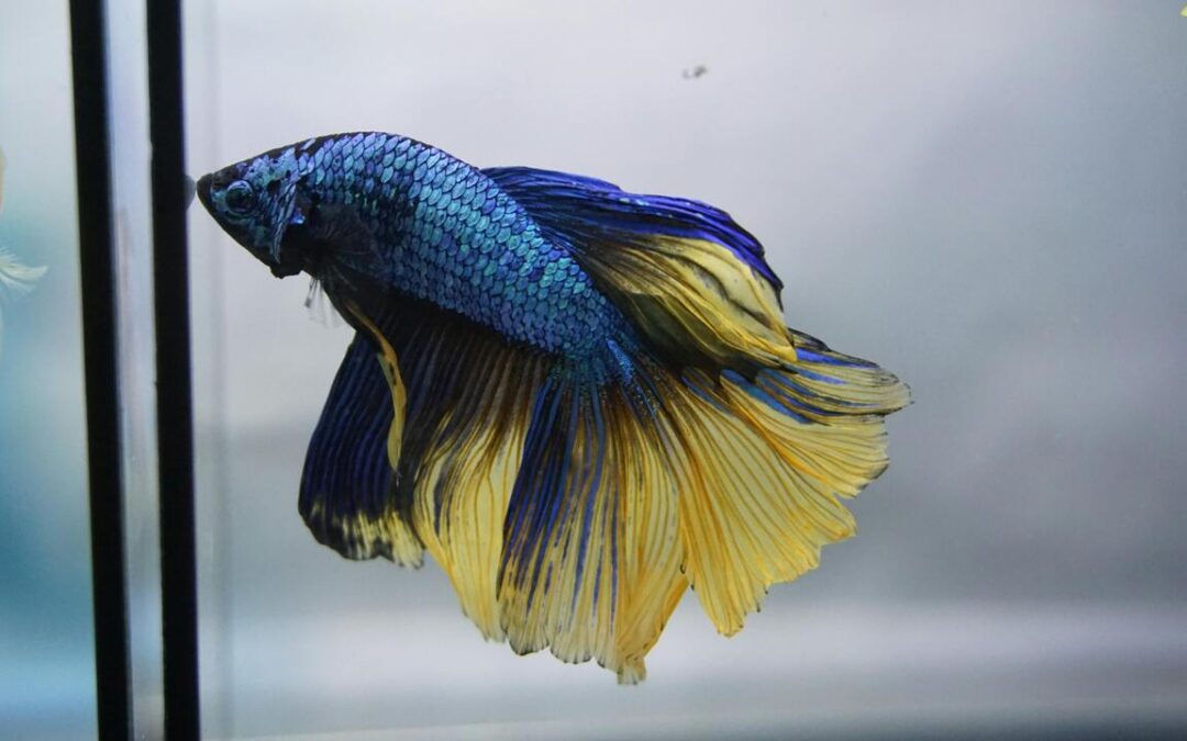 Do Bettas Need a Filter? Let’s Clear Things Up