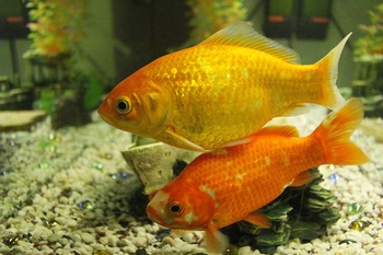 extending goldfish lifespan