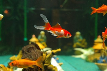 factors influence goldfishes longevity