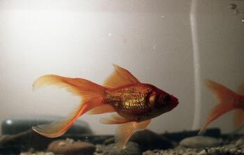 feeding frequency goldfish