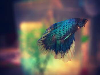 filters life easier betta fishes