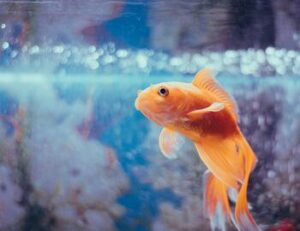 goldfish diet