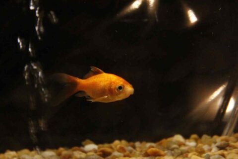 A closer look at Safe Aquarium For Goldfish