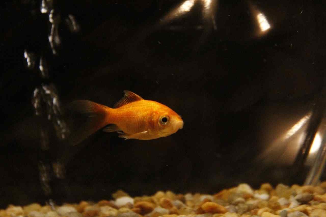 Curated visual reference: Goldfish In An Aquarium The Complete Care Guide Photo Inspiration