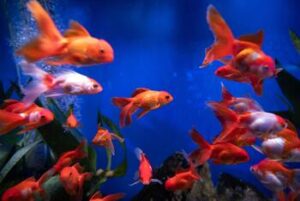 goldfishes enrichment feeds