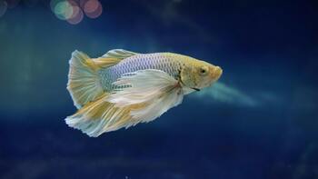 good filtering system betta