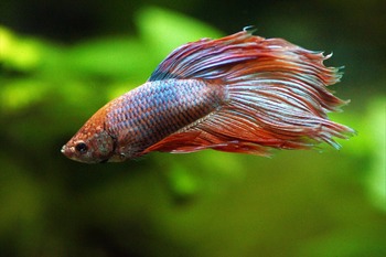 growing betta affecting factors