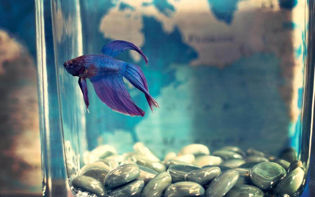 How Big Do Bettas Get? Understanding Betta Fish Size and Growth