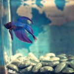 how big do bettas get