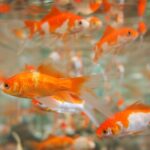 how long can goldfish live
