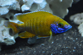 popular cichlids species