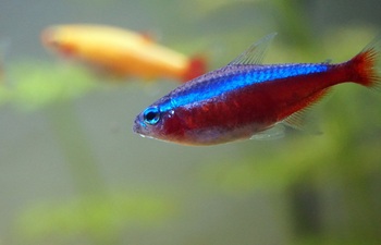 popular types tetra