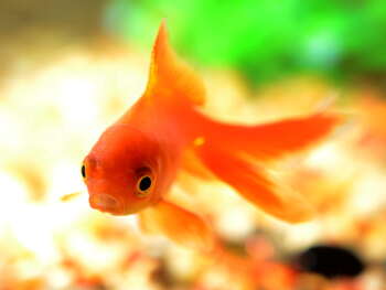 responsible goldfish care