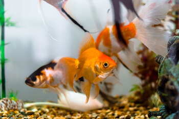 tankmates goldfish