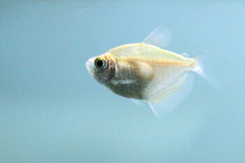 tetra variety noteworthy