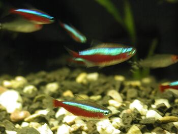 tetras aquarium pet