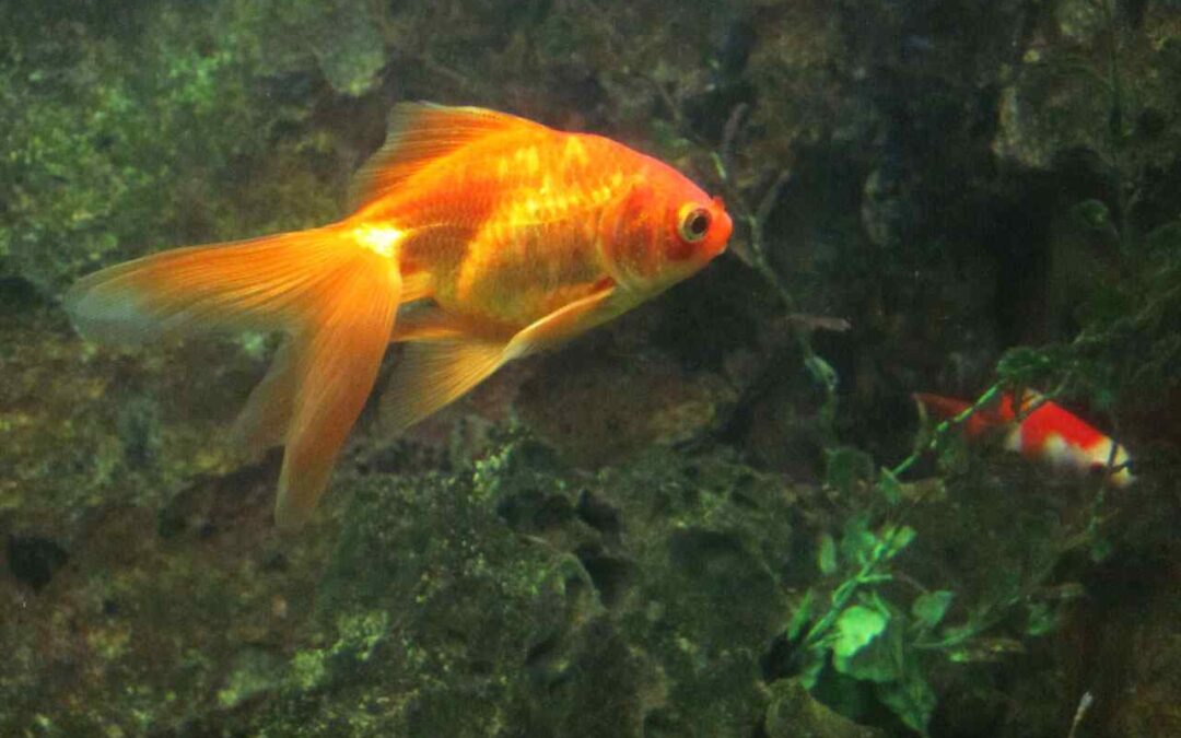 types of goldfish