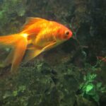 types of goldfish