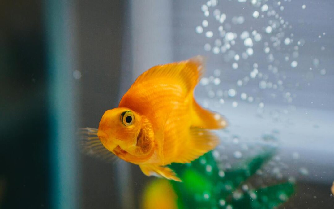 What Do Goldfishes Eat? A Complete, Friendly Guide to Feeding Your Fish Right